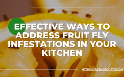 Effective Ways to Address Fruit Fly Infestations in Your Kitchen